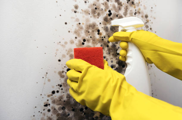 Best Mold Remediation for Schools in Mount Clemens, MI
