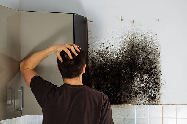 Best Post-Flood Mold Remediation in Mount Clemens, MI
